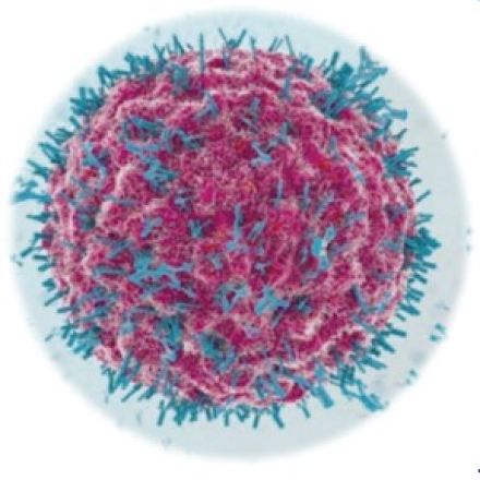 El virus Shamonda