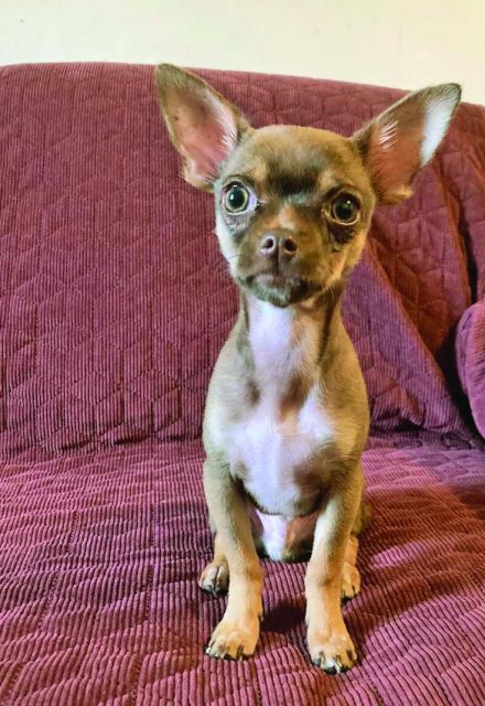 Coco