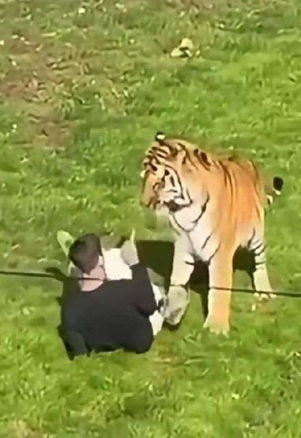 El tigre de Amur es una subespecie en peligro de extinción con unos 500 ejemplares en libertad.