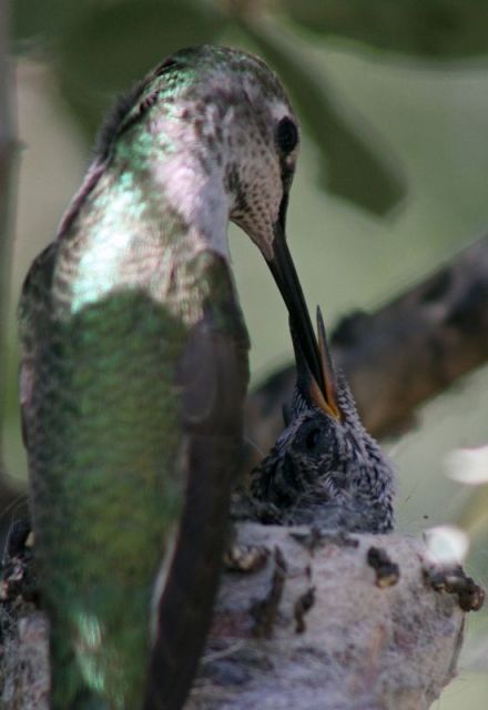 ¿Qué significa si un colibrí hace su nido en mi casa?/ Foto: Canva 