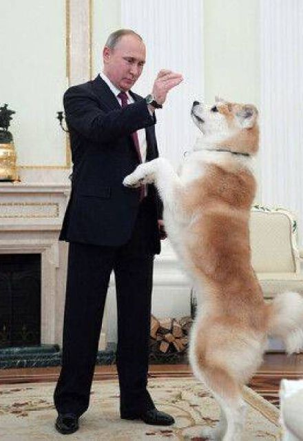 El Kremlin confirmó que la perrita murió debido a su avanzada edad.
