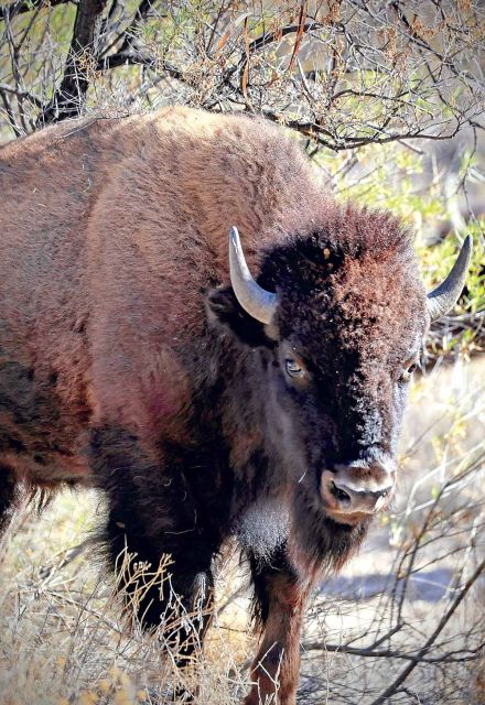 Ejemplar de bisonte americano.