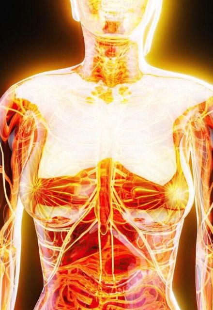 Representación anatómica del cuerpo humano afectado por estrés térmico y altas temperaturas durante la canícula.
