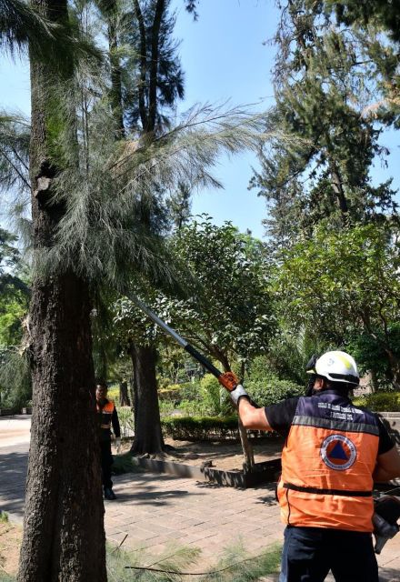 La demarcación indicó que trabaja en el retiro de árboles en riesgo de caer