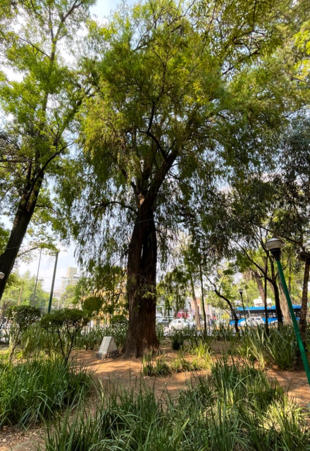 El ahuehuete llamado “Parque España” también fue designado.
