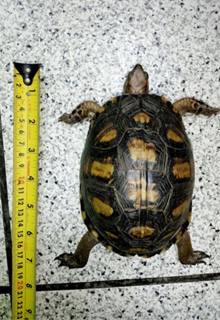 Empacadas como si fueran juguetes llegaron a Matamoros, Tamaulipas, 350 ejemplares de tortugas de agua dulce, que fueron aseguradas por la Profepa.