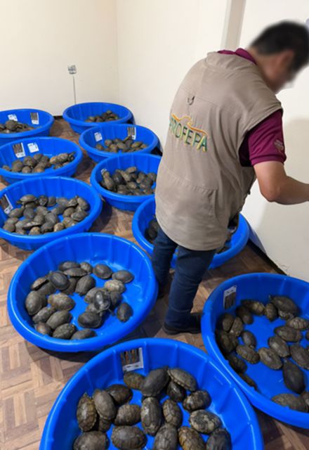 La Profepa detalló que al momento de la revisión, 25 de las tortugas casquito ya estaban muertas.