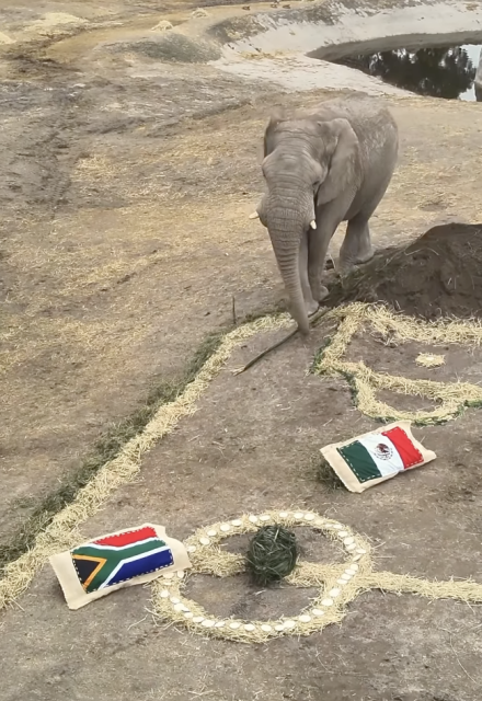 Elefante predice ganador en partido entre México y Sudáfrica.