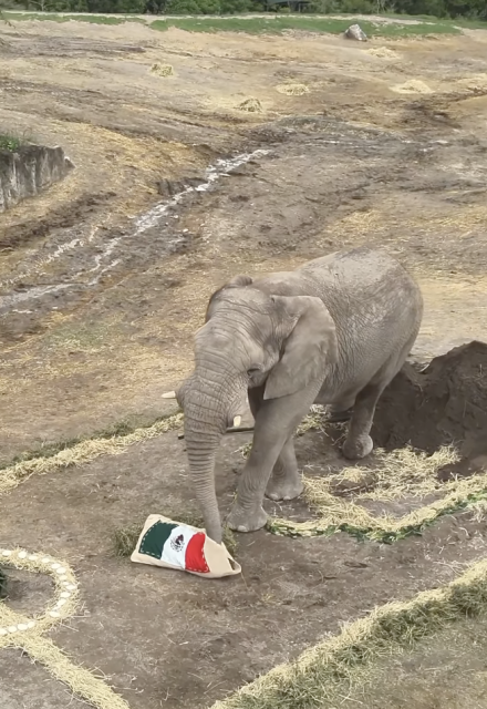 Elefante predice ganador en partido entre México y Sudáfrica.
