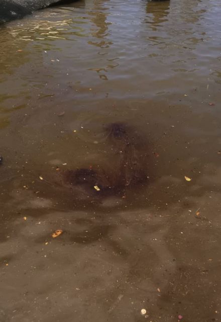La densa mancha de hidrocarburo se extiende en los límites de Tamaulipas y Veracruz.