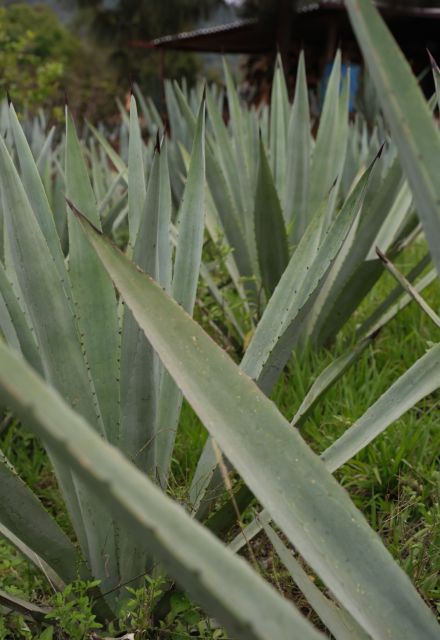 ruta del Mezcal y la Flor
