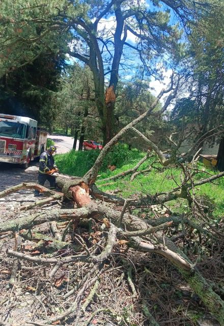 Elementos del Heroico Cuerpo de Bomberos de la Ciudad de México y personal de emergencias se encargaron de seccionar los árboles