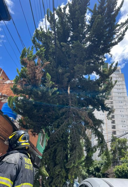 Elementos del Heroico Cuerpo de Bomberos de la Ciudad de México y personal de emergencias se encargaron de seccionar los árboles