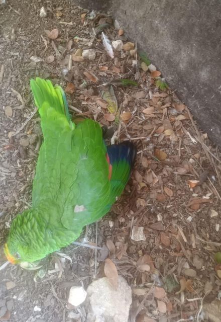 Es muy común, aseguraron los empleados de YAMKÁ, que los animales se vean afectados por las condiciones y la mala calidad del alimento.