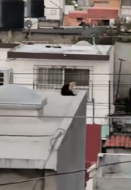 Dos monos fueron captados en la azotea de una casa.
