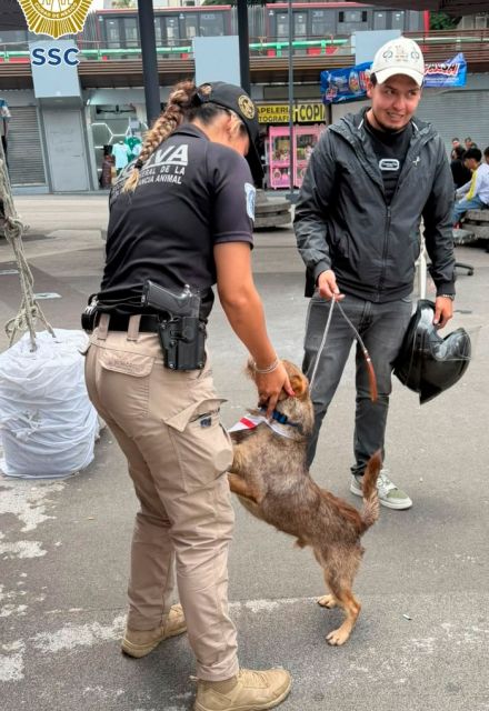 El can, descrito por los elementos de la BVA como un perro cariñoso, obediente y muy activo, fue exhibido durante el primer día de la jornada