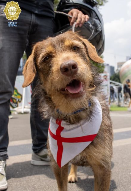 El can, descrito por los elementos de la BVA como un perro cariñoso, obediente y muy activo, fue exhibido durante el primer día de la jornada