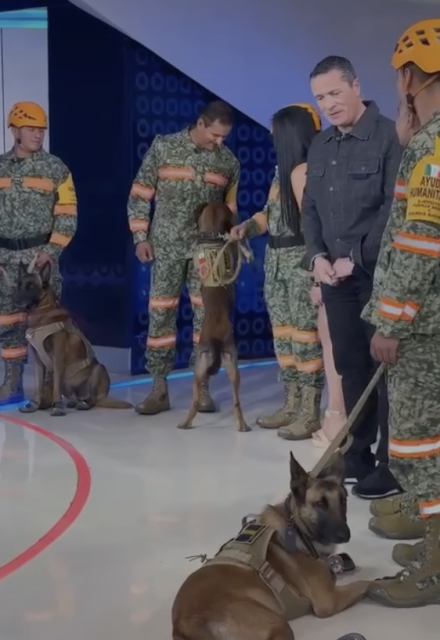 Los binomios caninos Laika, Cabrio y Brindis acompañan al Agrupamiento Yumare durante su participación en Imagen Noticias, donde compartieron los resultados de la misión humanitaria en Venezuela.
