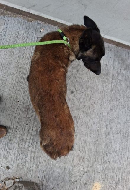 Perrito que fue lesionado en su cola con un machete