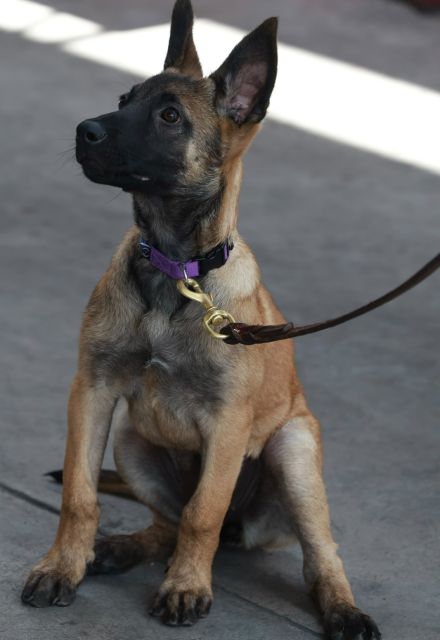 CIUDAD DE MÉXICO, 06 DE AGOSTO DE 2026. DURANTE LA CEREMONIA DE RETIRO DE OSLO, OWEN, NIXON, BOSCO PERROS DETECTORES DE ADUANA DEL AICM.