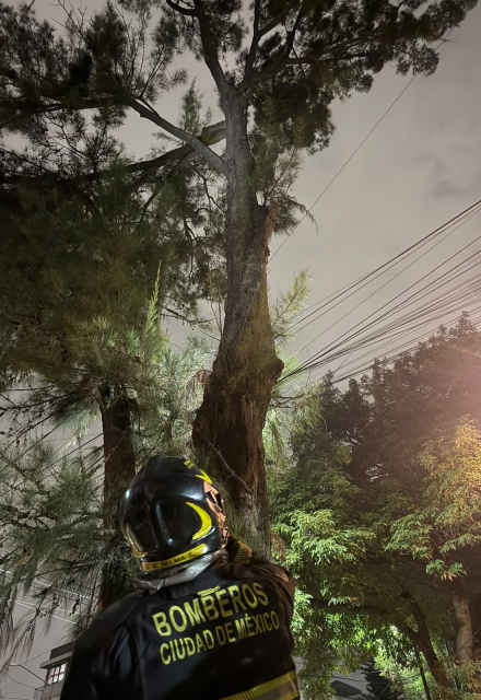 El Heroico Cuerpo de Bomberos de la Ciudad de México había atendido caída de árboles.
