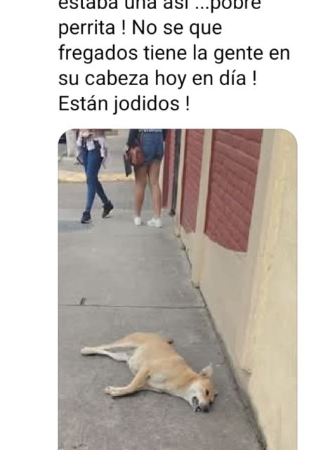 Colectivos animalistas comenzaron a difundir publicaciones en redes sociales.