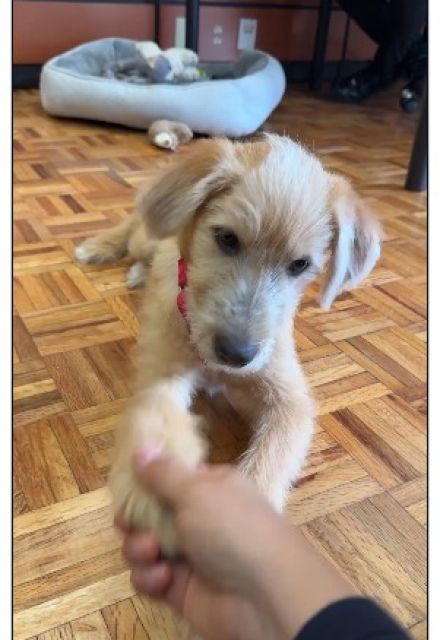 Ahora Rollo se suma a esa peculiar comunidad animal de Palacio Nacional, aunque con una encomienda distinta: convertirse en compañía cotidiana para quienes trabajan en el lugar.