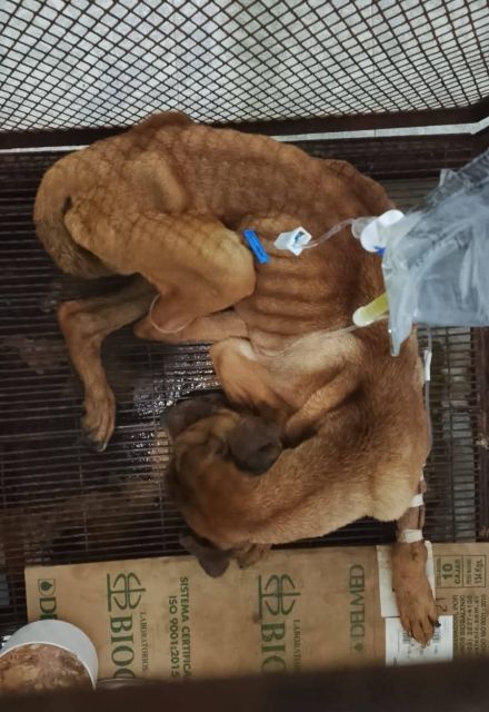 Un perrito rescatado en el fraccionamiento La Herradura, de Pachuca