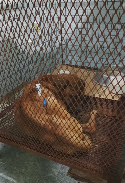 Un perrito rescatado en el fraccionamiento La Herradura, de Pachuca