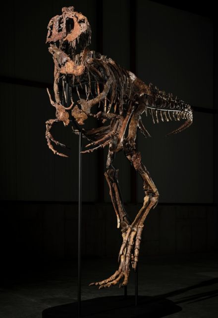 Un Nanotyrannus adulto medía aproximadamente la mitad que un T. rex y tenía dientes más esbeltos, casi como hojas afiladas.