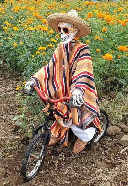 Visitantes recorren los cultivos de cempasúchil, terciopelo, sempiterna y girasol, que se han vuelto escenario fotográfico en la Sierra de Chiconquiaco.
