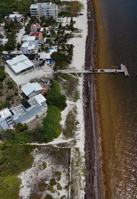 Sargazo que llega hasta las playas del Caribe Mexicano