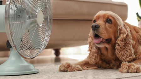 Cómo saber si tu perro está deshidratado en temporada de calor | Getty Images