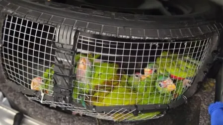 Al sacar a los pericos y loros, estos fueron trasladados a los servicios veterinarios antes de ser enviados a un centro de importación de animales del USDA.