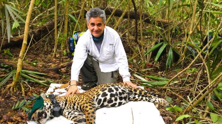 El biólogo y ecólogo Gerardo Ceballos teme por los jaguares en peligro de extinción que habitan en la Reserva de la Biosfera de Calakmul.