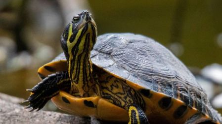 Qué tortugas sí puedes tener como mascotas