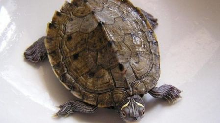Qué tortugas sí puedes tener como mascotas