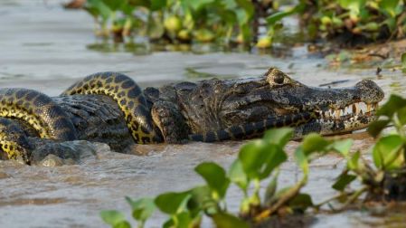 Patricio Robles Gil es fotógrafo de naturaleza, escultor y conservacionista mexicano.