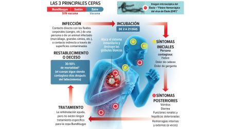 La variante Bundibugyo es otro tipo de cepa del ébola