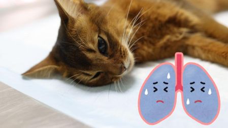 ¿Es seguro usar minoxidil cerca de mascotas?