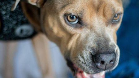 Mitos sobre los perros mestizos