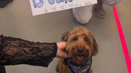 Perro de apoyo emocional de BTS