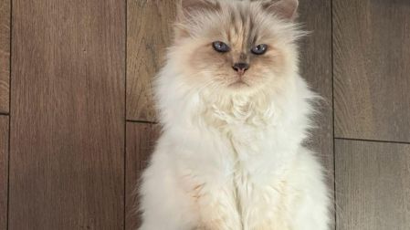La cuidadora de Choupette asegura que ni ella ni la felina han recibido un solo centavo del patrimonio de Lagerfeld.