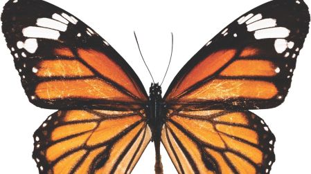 La mariposa monarca da el título a la obra porque se está buscando al monarca del futbol.