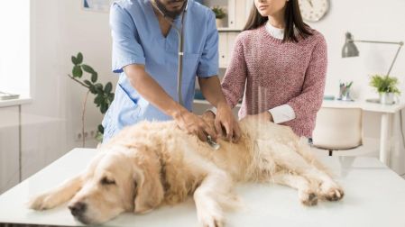 ¿Por qué mi perro vomita amarillo? Causas, señales de alerta y cuándo acudir al veterinario