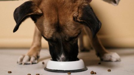 ¿Por qué mi perro vomita la comida sin digerir?