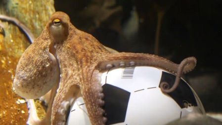 ¿Qué pasó con Paul, el pulpo que predijo a los ganadores del Mundial de Sudáfrica 2010?