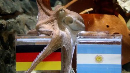 ¿Qué pasó con Paul, el pulpo que predijo a los ganadores del Mundial de Sudáfrica 2010?