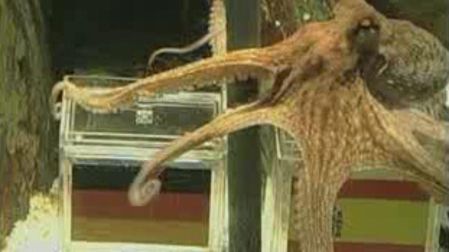 ¿Qué pasó con Paul, el pulpo que predijo a los ganadores del Mundial de Sudáfrica 2010?