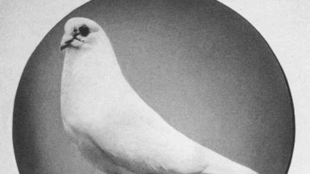 La historia de Nikola Tesla y su paloma blanca